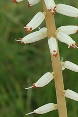 Kniphofia buchananii