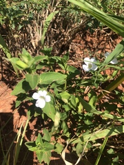 Barleria ventricosa