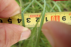 Kniphofia buchananii