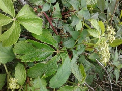 Cyphostemma hypoleucum