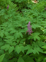Corydalis macrantha