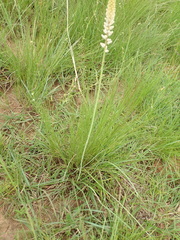 Kniphofia buchananii