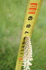 Kniphofia buchananii