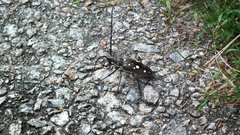 Batocera rubus