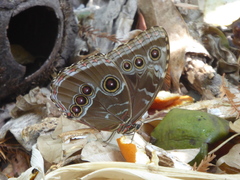 Morpho helenor octavia