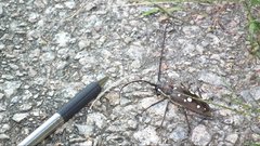 Batocera rubus
