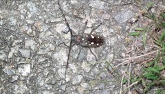 Batocera rubus