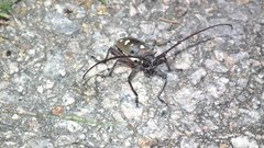 Batocera rubus