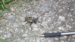 Batocera rubus