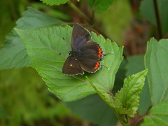 Heliophorus epicles