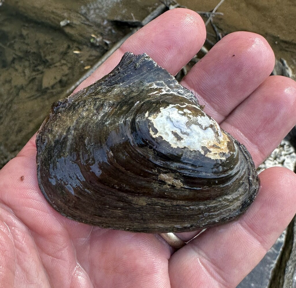 Pink Heelsplitter from Bear Creek, upstream of Rock Creek mouth ...