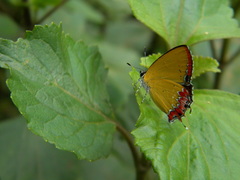 Heliophorus epicles