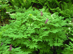 Corydalis macrantha
