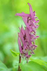 Corydalis macrantha