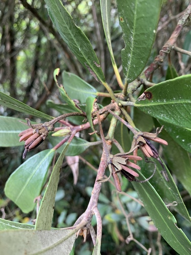 Image of Rhododendron formosanum by (c) 呂一起(Lu i-chi), some rights reserved (CC BY)