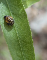 Plagiodera arizonae