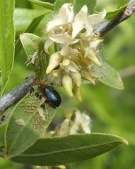 Plagiodera arizonae