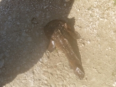 Halobatrachus didactylus