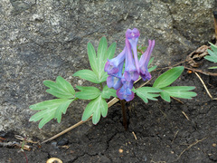 Corydalis turtschaninovii