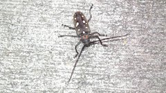 Batocera rubus