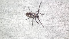 Batocera rubus