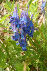 Corydalis turtschaninovii