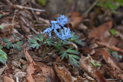 Corydalis turtschaninovii