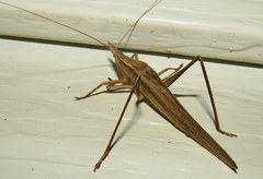 Pseudorhynchus lessonii