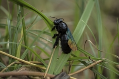 Xylocopa mexicanorum