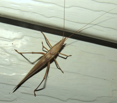 Pseudorhynchus lessonii