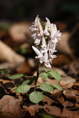 Corydalis repens