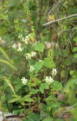 Aconitum lasiostomum