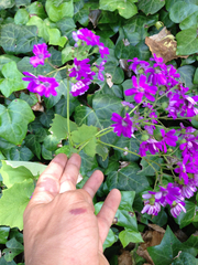 Pericallis × hybrida