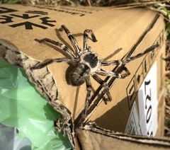 Polybetes pythagoricus