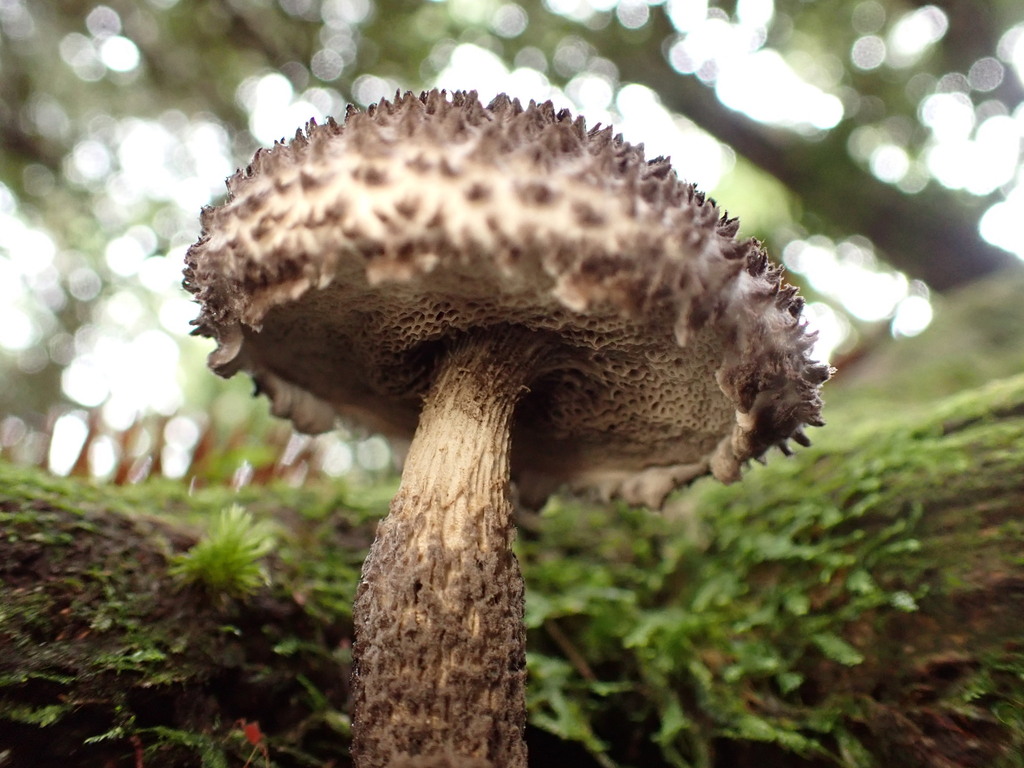 Strobilomyces confusus · October 2023 · photo: © pchi45 (iNaturalist, cc-by)