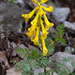 Corydalis speciosa - Photo (c) V.S. Volkotrub, μερικά δικαιώματα διατηρούνται (CC BY-NC), uploaded by V.S. Volkotrub