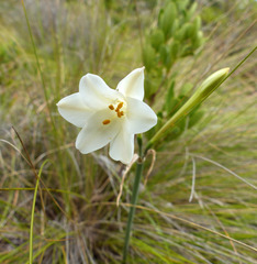 Cyrtanthus leucanthus