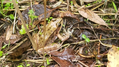 Northern Red-legged Frog (Rana aurora), a species recorded in Oregon