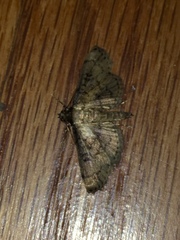 Nacoleia charesalis