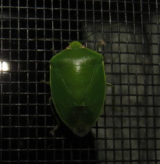 Glaucias