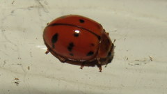 Harmonia octomaculata