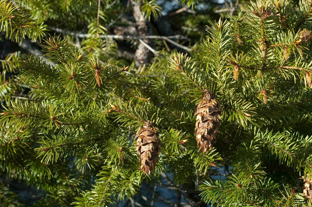 Coast Douglas-fir in July 2010 by Moses Michelsohn · iNaturalist