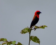 Euplectes hordeaceus