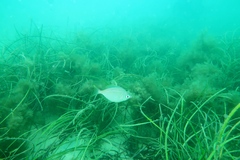 Parequula melbournensis