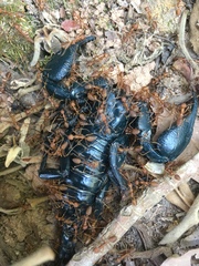 Heterometrus laoticus