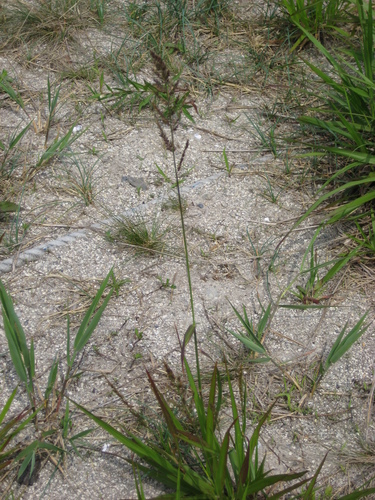 Arundinella hirta iNat (1)
