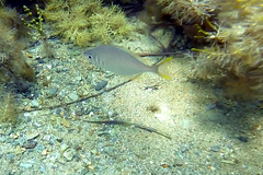 Parequula melbournensis