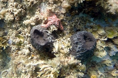 Irciniidae