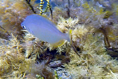 Parequula melbournensis