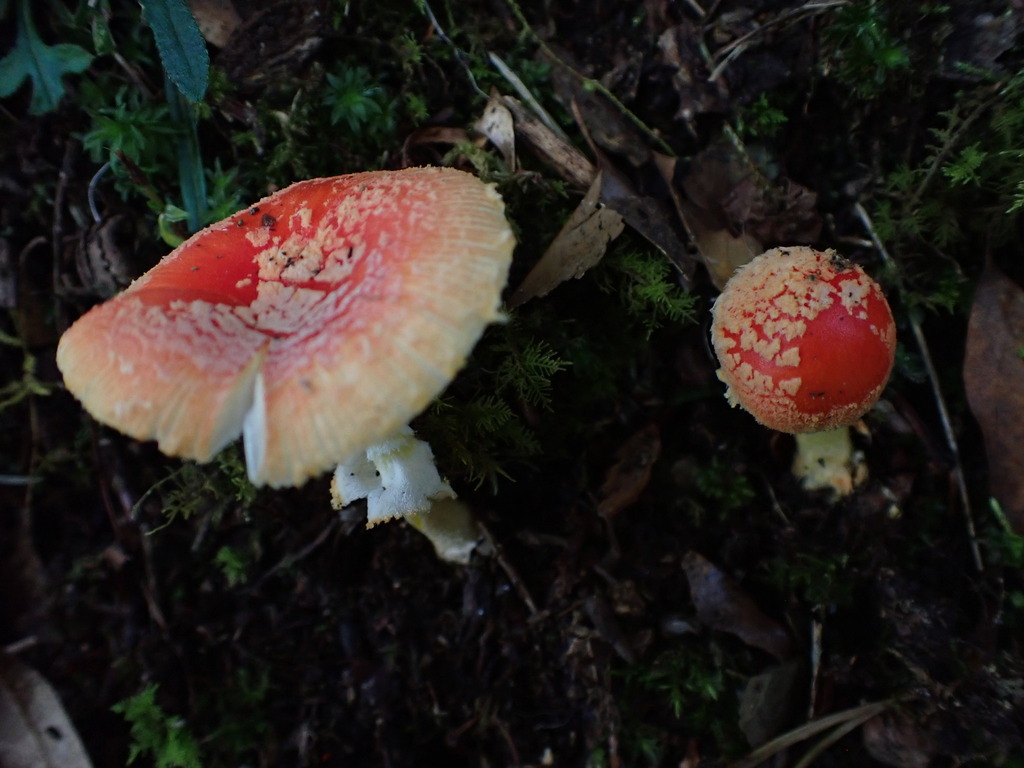 Amanita rubrovolvata · October 2023 · photo: © pchi45 (iNaturalist, cc-by)